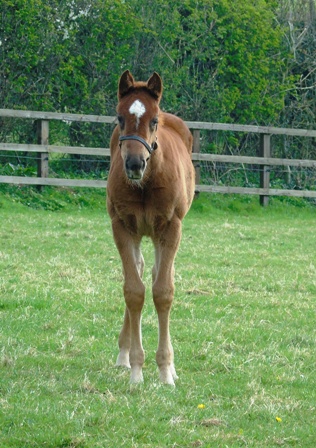 2019 Filly by Pivotal